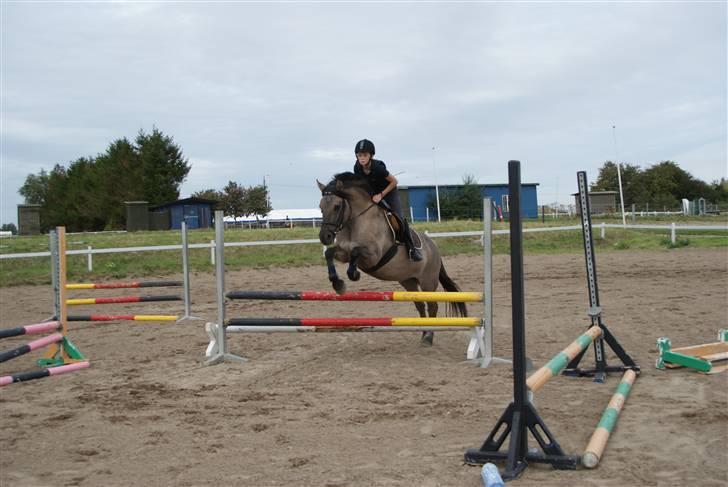 Anden særlig race Søstrenegaards Milla - Taget af Sofie Klüver billede 15