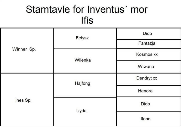Trakehner Inventus (solgt) billede 14
