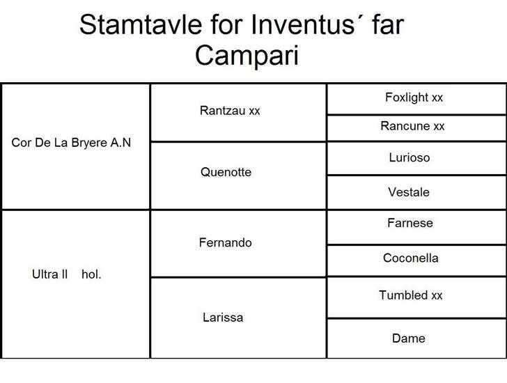 Trakehner Inventus (solgt) billede 15