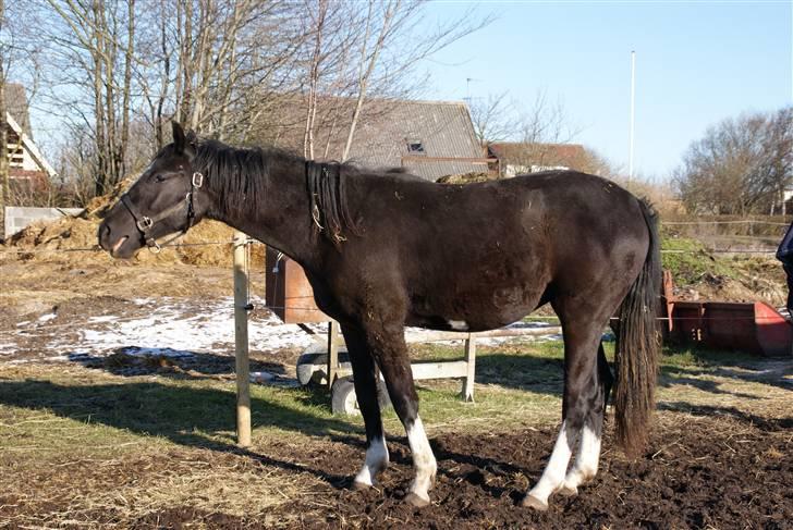 Anden særlig race Silke - godmorgen.....  hun er en total livsnyder...!!!2009 billede 8