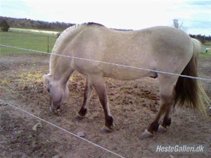Fjordhest Haavaniko [avlshingst] - endelig en pause i skyggen billede 6