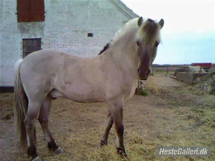 Fjordhest Haavaniko [avlshingst] - Er det nu jeg skal smile til fotografen ? billede 7