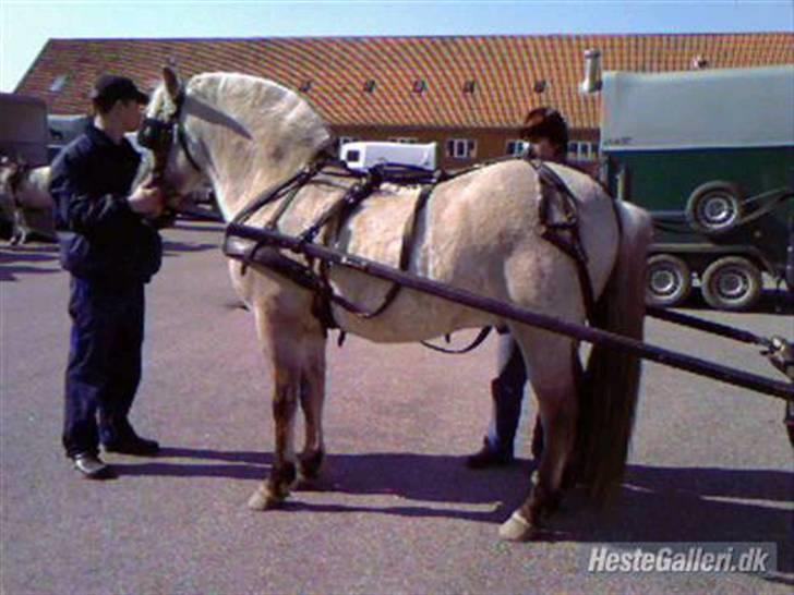 Fjordhest Haavaniko [avlshingst] - Så er det tid til at få vogn og sele af så vi kan komme hjem og puste ud efter træning billede 8
