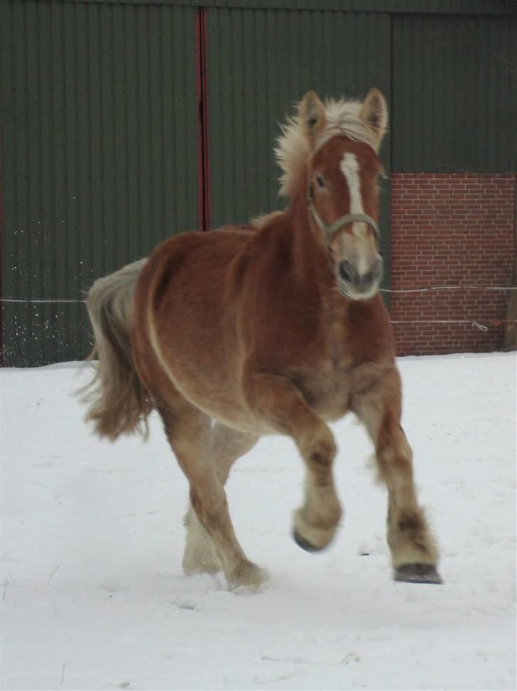 Jyde #  Mosegårdens Ronja  #  - 09-02-2010, Ronja i hopla. billede 11