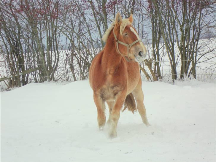 Jyde #  Mosegårdens Ronja  #  - 20-12-2009, Sne er en herligt ting syntes Ronja, men man kan godt blive lidt blændet af det hvide skidt...... billede 14