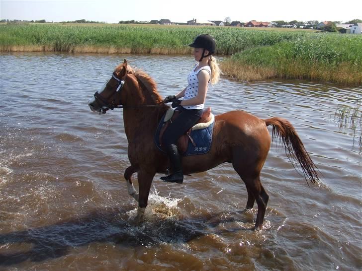 Hollandsk Sportspony | Remy - Remy i Ringkøbingfjord på ridelejr 09 :-) billede 14