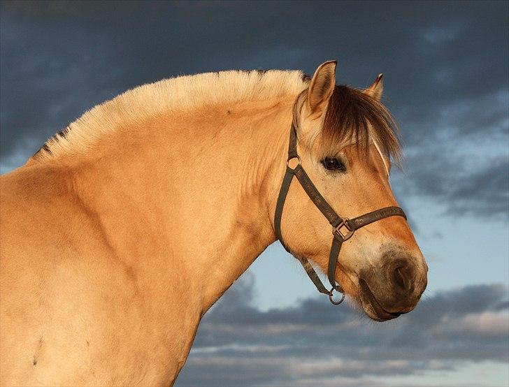 Fjordhest Laban - velkommen til labans profil foto: mig billede 2