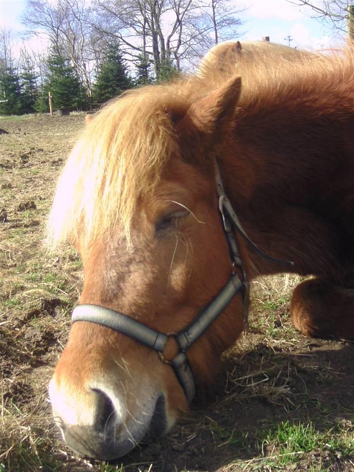 Islænder Chasi the horse of heaven - rest in peace my love billede 20