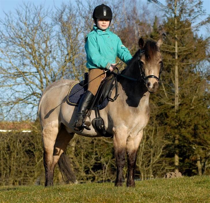 Welsh Partbred (Sec F) Rosengårdens Kasanova - Foto Jani Pedersen billede 1