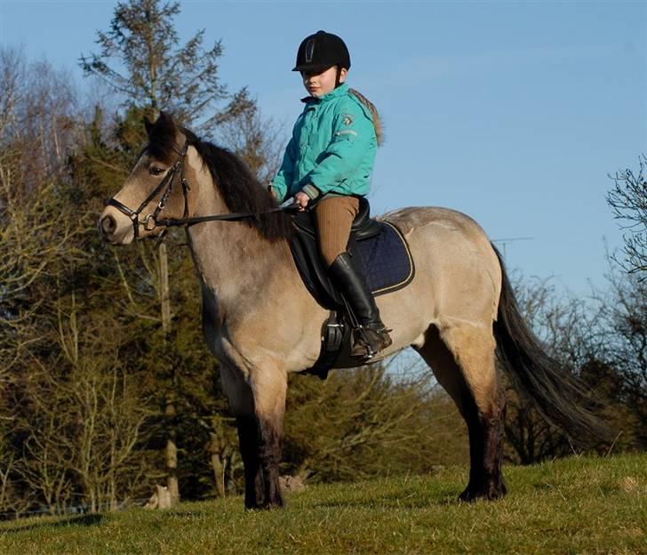 Welsh Partbred (Sec F) Rosengårdens Kasanova - Foto Jani Pedersen billede 2