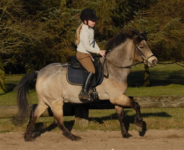 Welsh Partbred (Sec F) Rosengårdens Kasanova - Foto Jani Pedersen billede 3