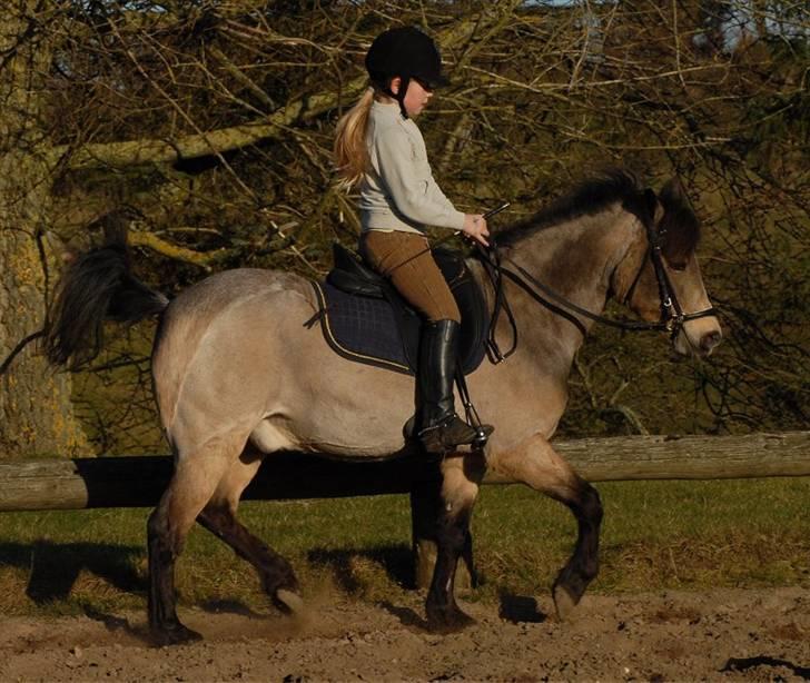 Welsh Partbred (Sec F) Rosengårdens Kasanova - Foto Jani Pedersen billede 4