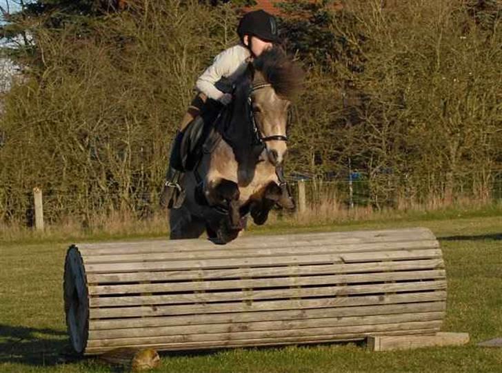 Welsh Partbred (Sec F) Rosengårdens Kasanova - Foto Jani Pedersen billede 5