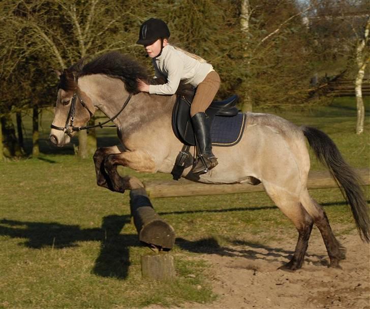 Welsh Partbred (Sec F) Rosengårdens Kasanova - Foto Jani Pedersen billede 6