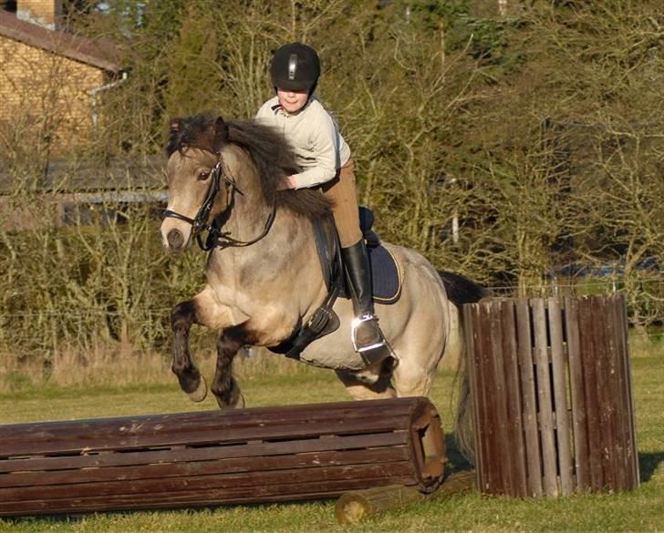 Welsh Partbred (Sec F) Rosengårdens Kasanova - Foto Jani Pedersen billede 7