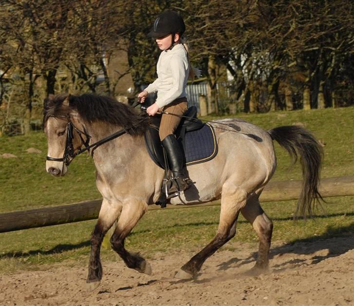 Welsh Partbred (Sec F) Rosengårdens Kasanova - Foto Jani Pedersen billede 8