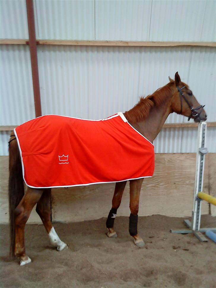 Dansk Varmblod Søgaard´s Rapid *Solgt* - Smager godt ;) billede 7