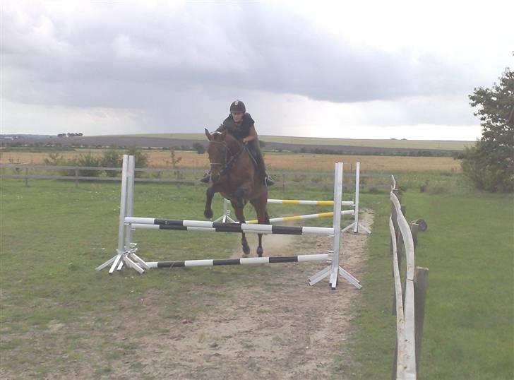 Dansk Varmblod Savannah billede 15