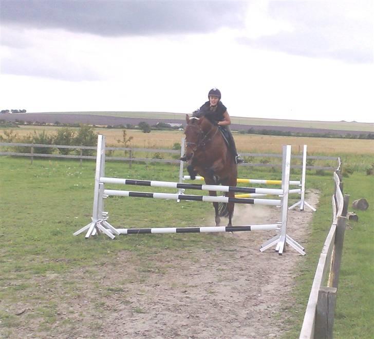 Dansk Varmblod Savannah billede 16