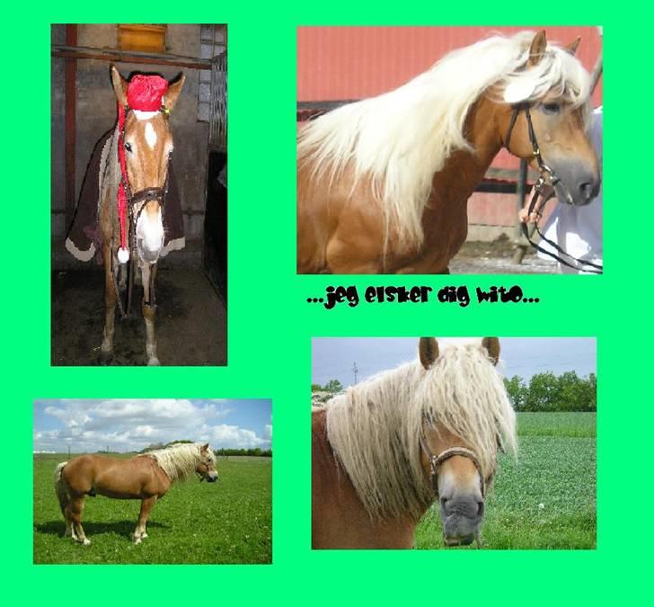 Haflinger Wito (basse)  billede 11