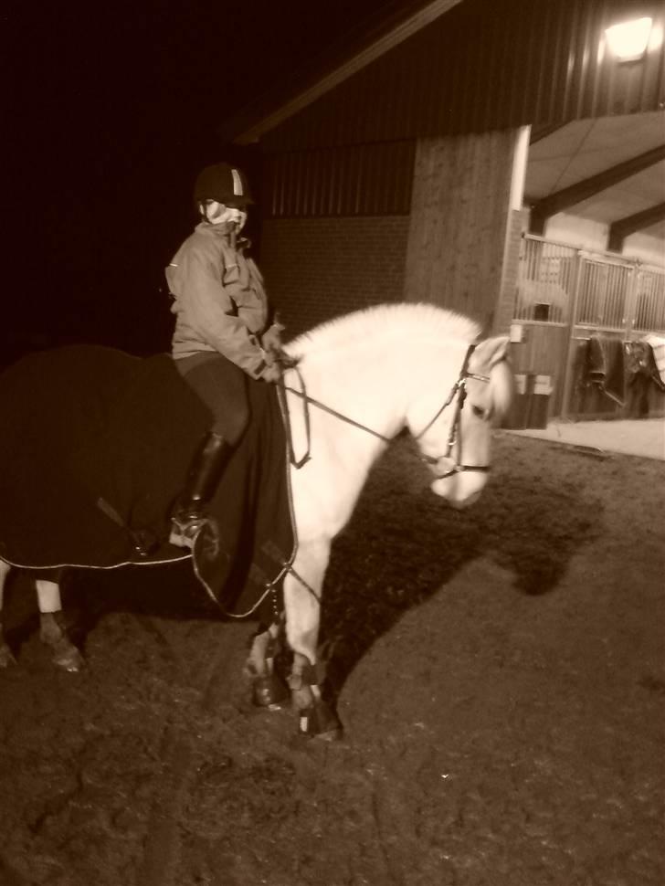 Fjordhest Pilgaard's josefine billede 19