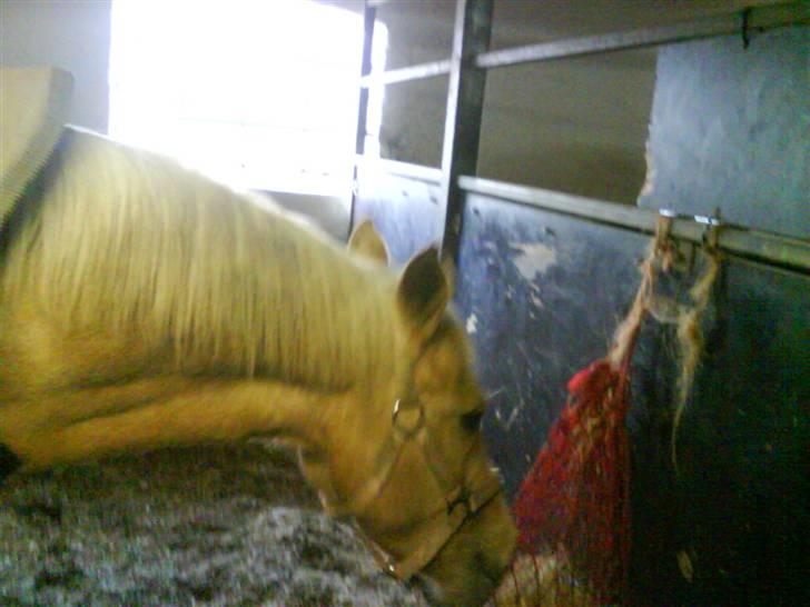Welsh Pony af Cob-type (sec C) R.I.P Delle (bella). - delle du er en solstråle billede 13