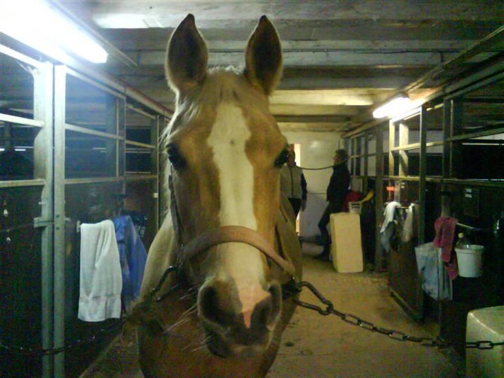 Welsh Pony af Cob-type (sec C) R.I.P Delle (bella). - hun elsker kameraet billede 16