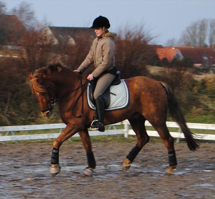 DSP MØRKBAK'S KUNDU - Kundu og jeg - første udendørs træning 2011 :-)
Foto: Caroline Nielsen billede 8