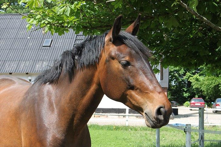 Dansk Varmblod Bjeregårdns Haløj  - Velkommen :) forår 2011 billede 1