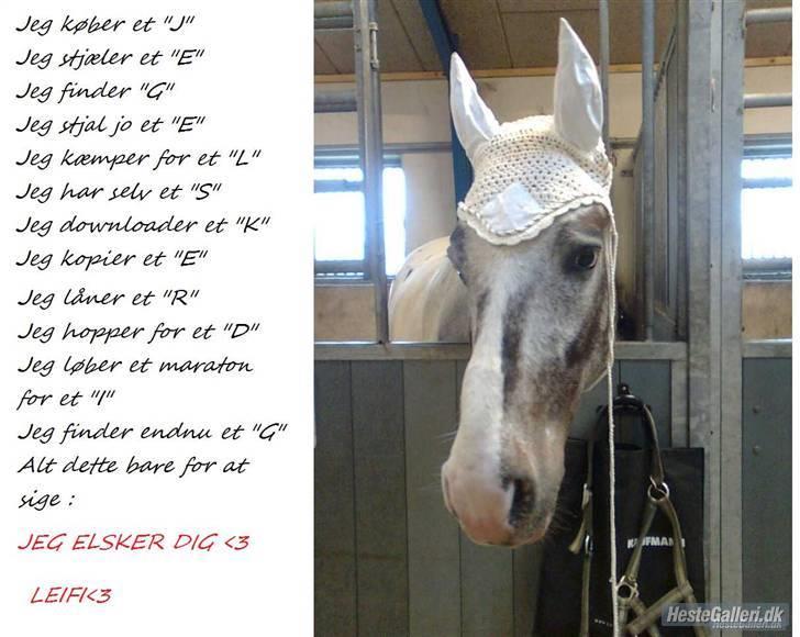 Anden særlig race Leifi <'3 - er det en heste digter der har skrevet det digt for så er jeg hans/huns største fan :)  billede 13