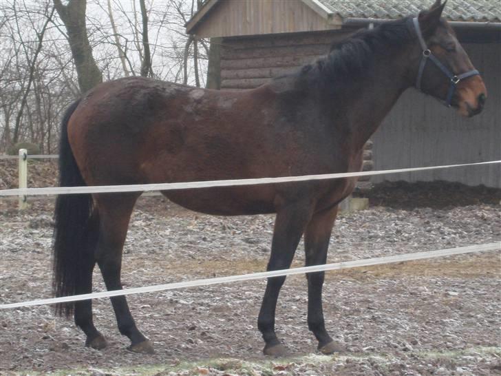 Dansk Varmblod Bjeregårdns Haløj  - vinter 2008 billede 2
