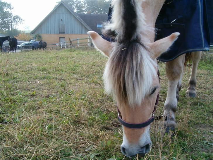 Fjordhest  Bjerregaards Embla  billede 3