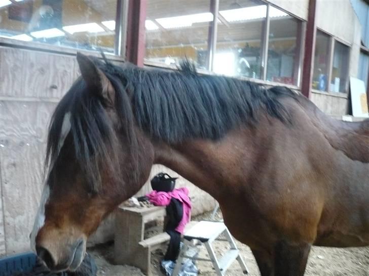 Anden særlig race Max - gammel privat part - Max uden grime. foto: mig (: billede 5