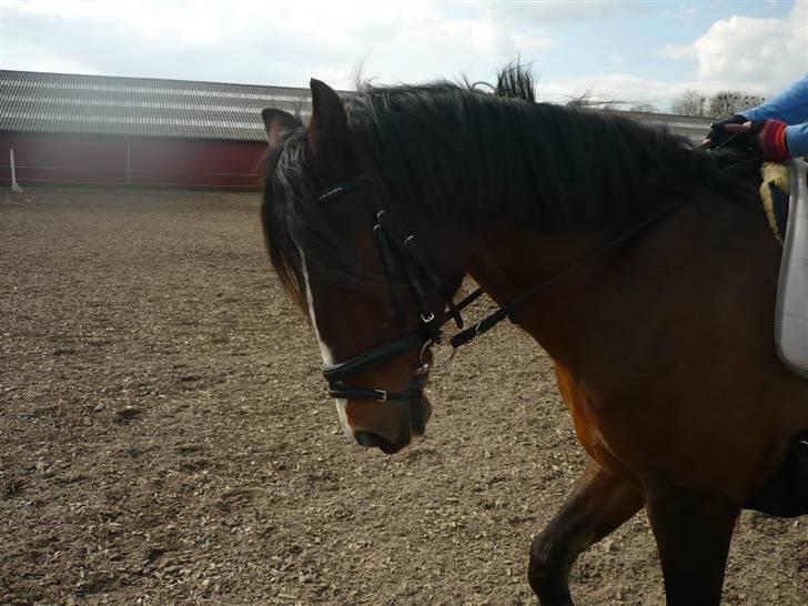 Anden særlig race Max - gammel privat part - Foto: Joan billede 9