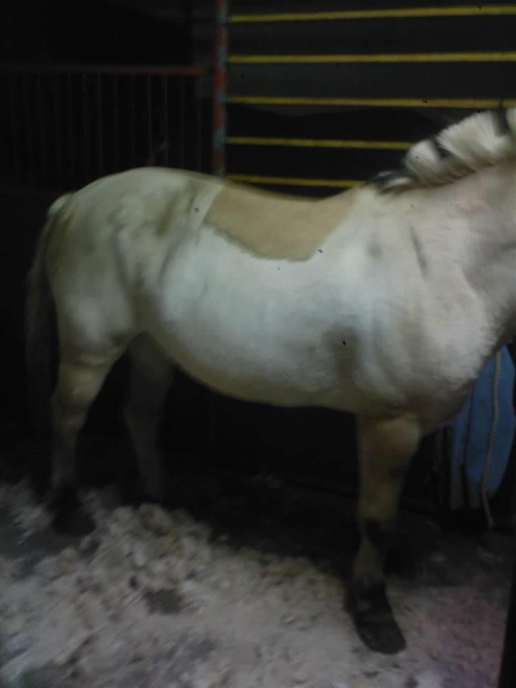 Fjordhest Trine billede 17