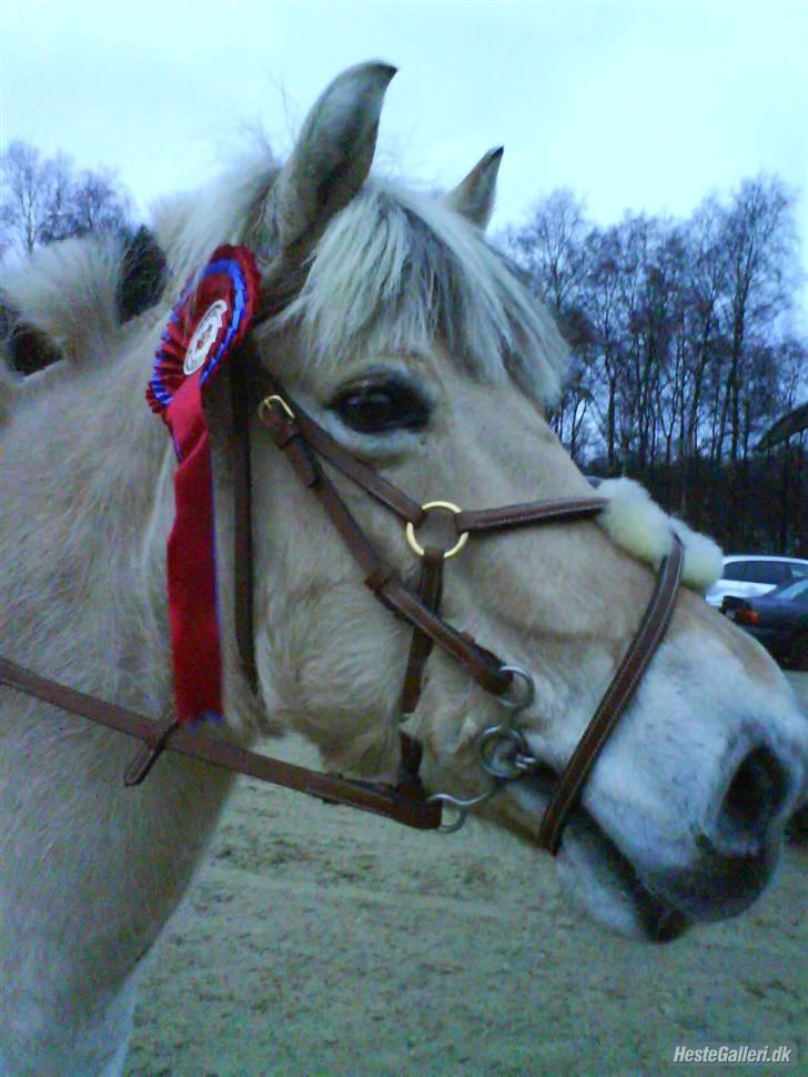 Fjordhest Trine billede 18