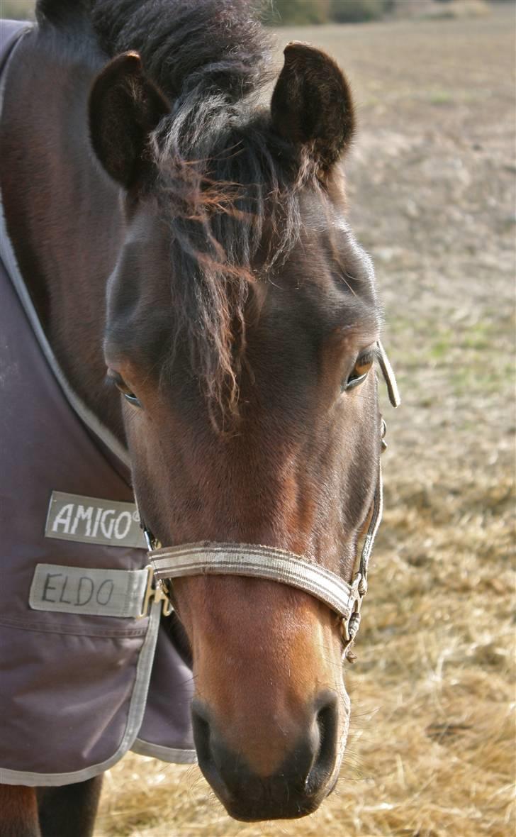 New Forest Romeo’s Eldorado - eldo på fold billede 1