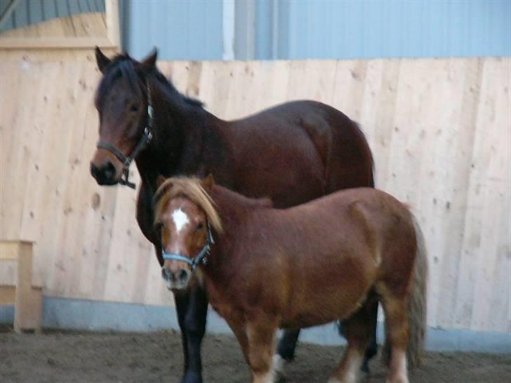 New Forest Romeo’s Eldorado - eldo er sammen med sin lille ven Bølle billede 2