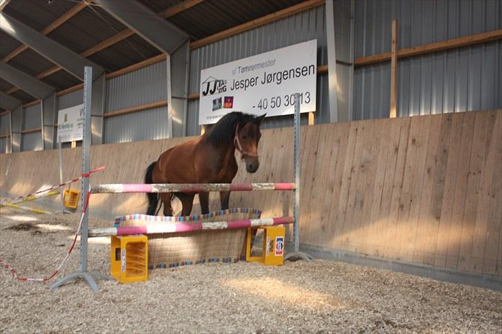 New Forest Romeo’s Eldorado - hvad er det ? billede 3