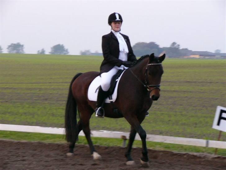 New Forest Romeo’s Eldorado - eldo og michelle til stævne billede 4