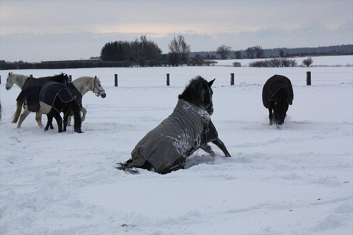 New Forest Romeo’s Eldorado - eldo i snevejr billede 5