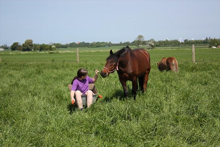 New Forest Romeo’s Eldorado - eldo på fold sammen med laban billede 6
