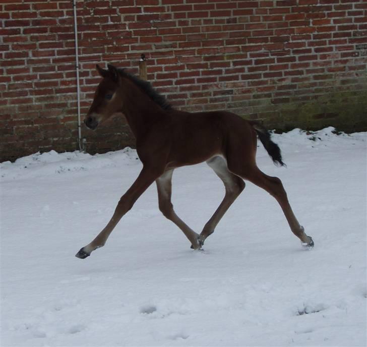 Anden særlig race "Golden Donnagan"  - Donnagan  i flyvende trav, 10 dage gammel :) billede 19