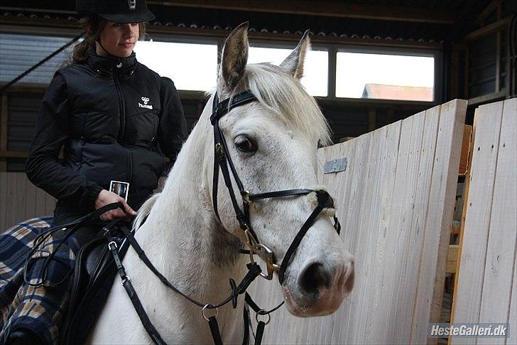 Hollandsk Sportspony  JUANOS (JOENS) <3 - Min dejlige pony <3 foto: sofie christensen billede 15