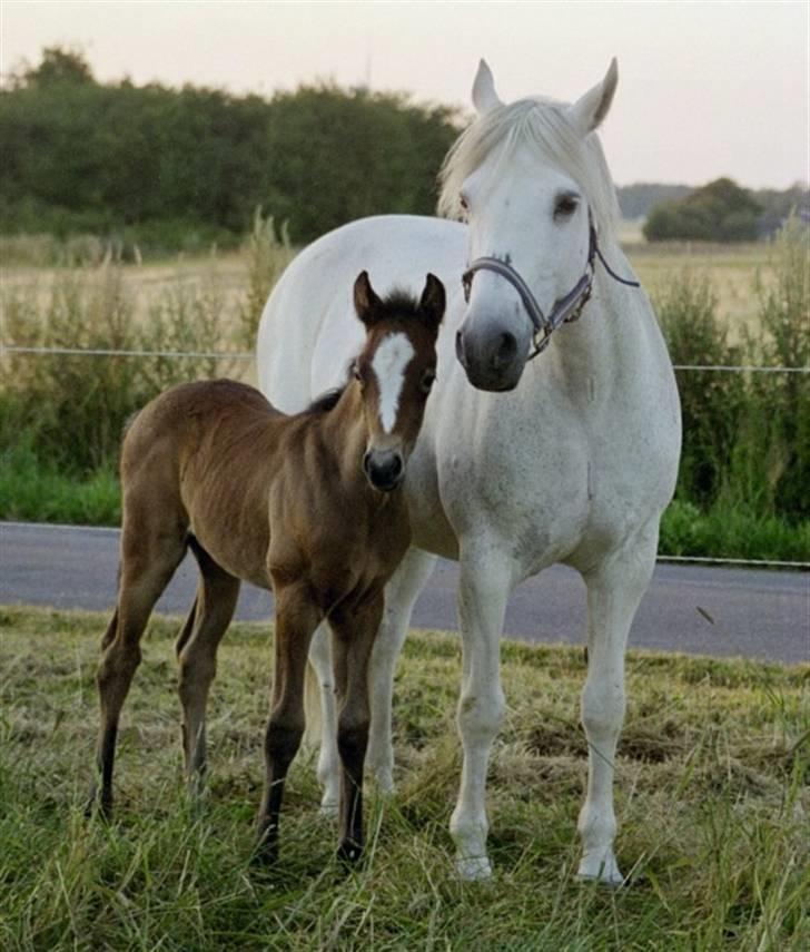 Connemara Lærkens Sundance - Sundance og Haahr´s Eternity hos Reci, da hun boede på Falster. billede 1