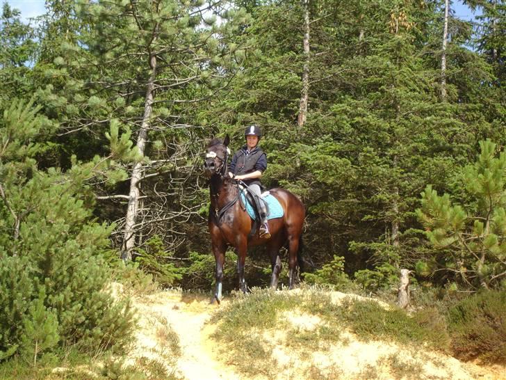 Anden særlig race Avantih <33 billede 4