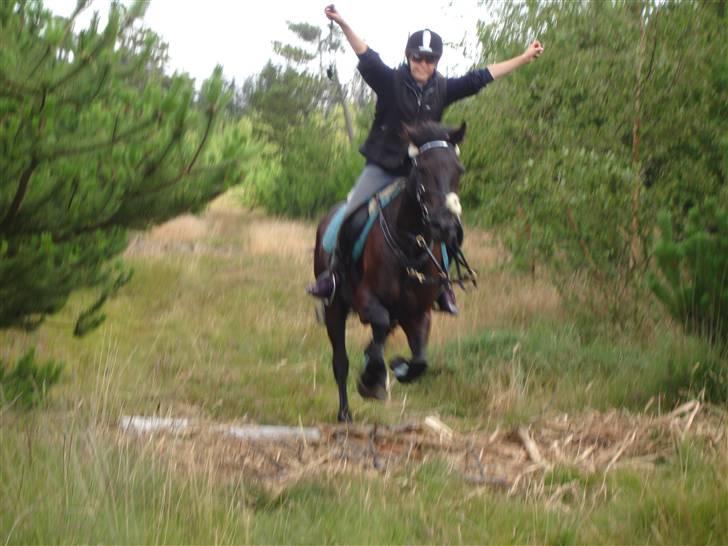 Anden særlig race Avantih <33 billede 5