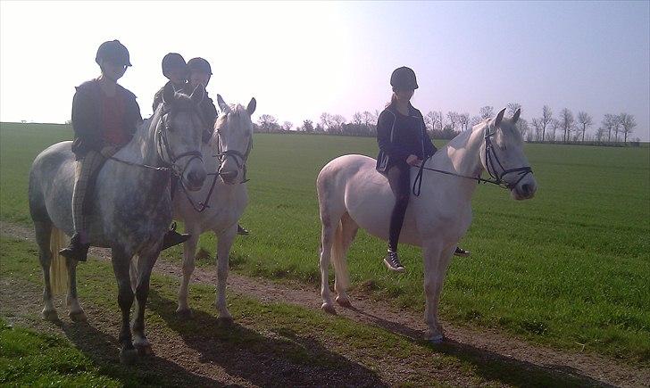 Hollandsk Sportspony  JUANOS (JOENS) <3 - Joens på tur med Atlantis og Haze, sidst i april 2011. <3  billede 3