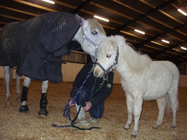 Hollandsk Sportspony  JUANOS (JOENS) <3 - Mine 2 dejlige drenge <3 billede 4