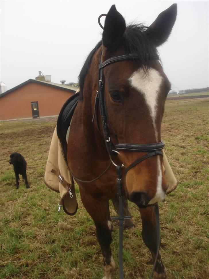 Fuldblod (XX) Milton - R.I.P - 13. Så skal vi ride. Juhuu! billede 12